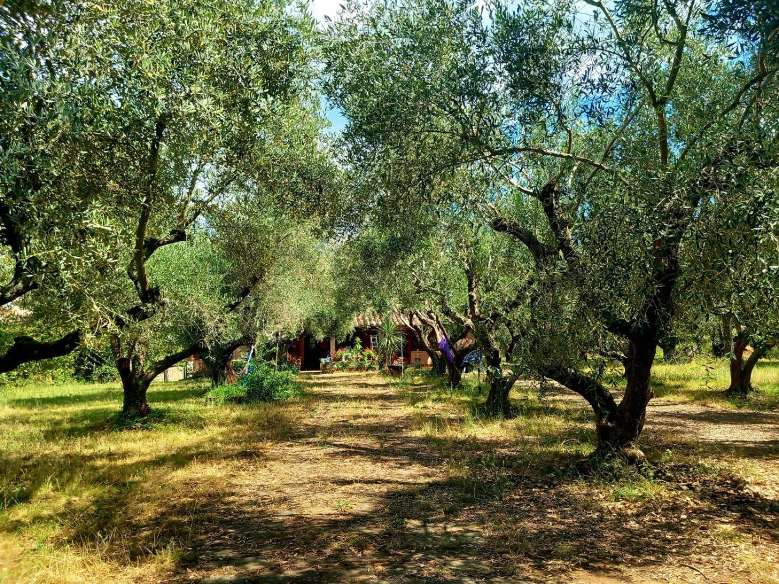 All'Ombra Degli Olivi Pisciarelli Eksteriør billede